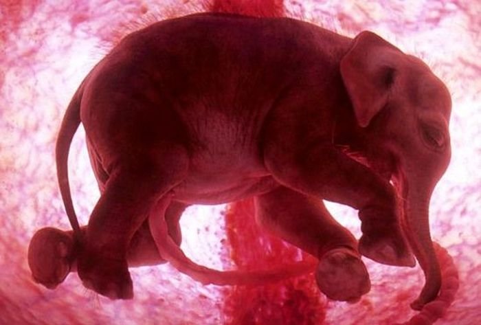 Animals-in-the-wombs