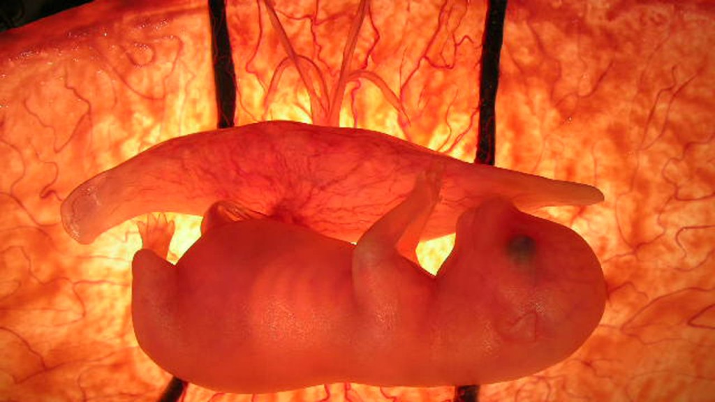 Animals-in-the-Womb