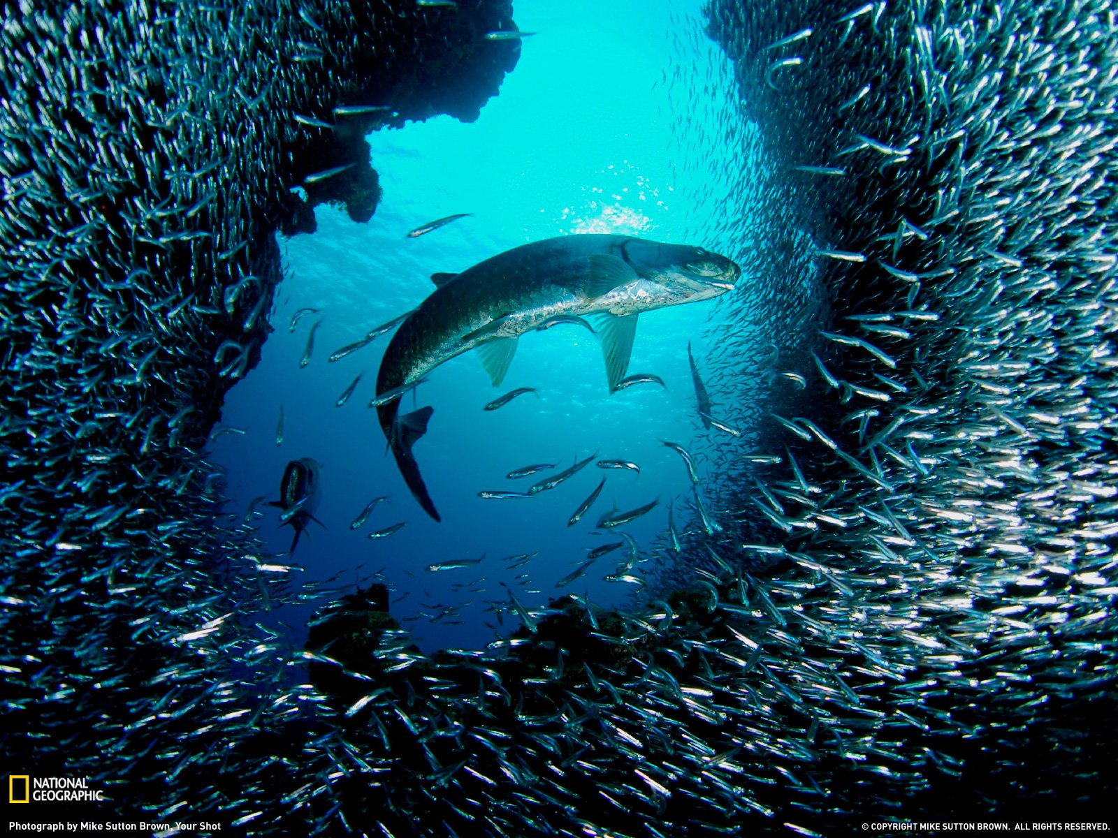 Underwater-animals-shark_pictures-collections