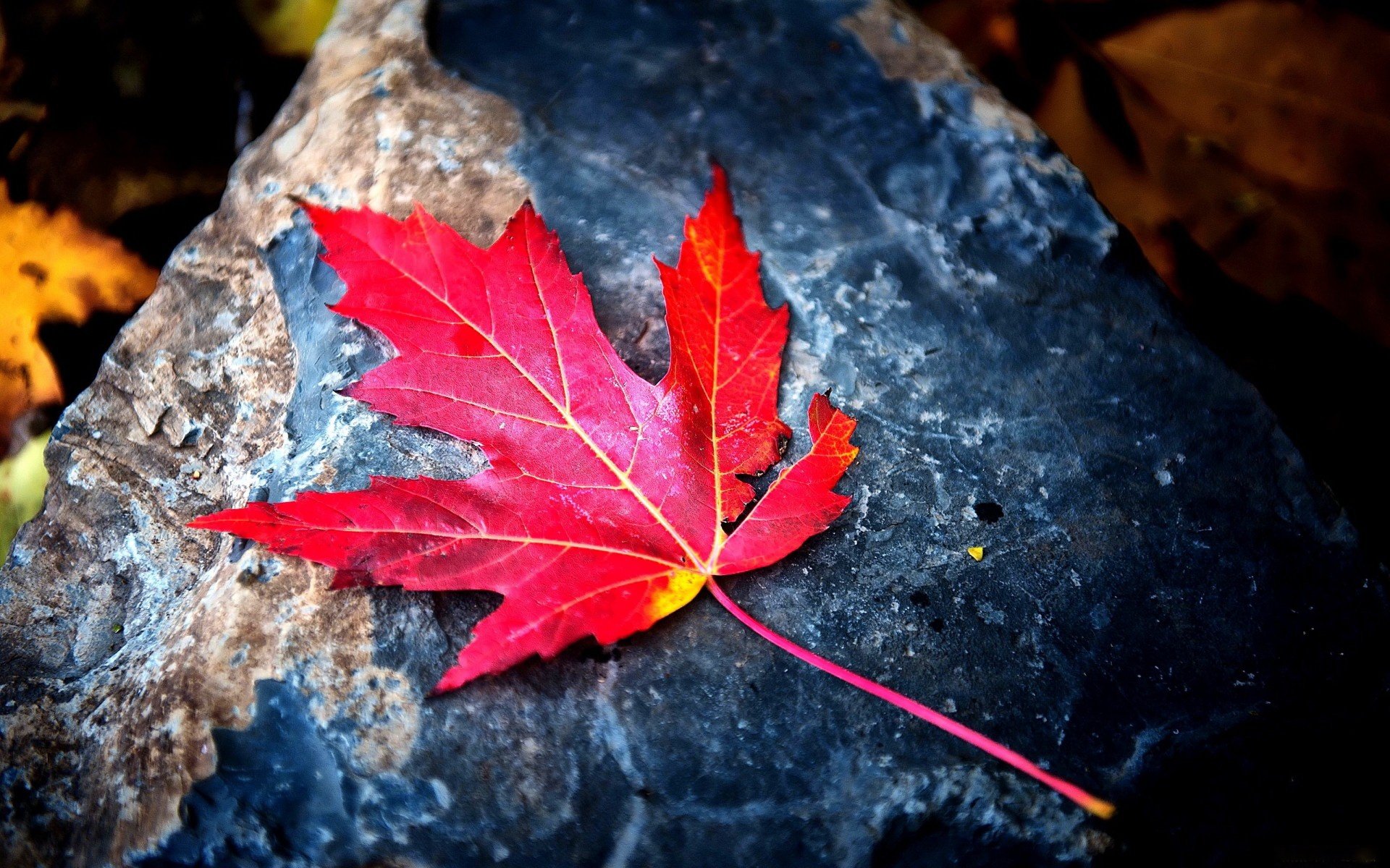 red-leaf-backgrounds-wallpapers
