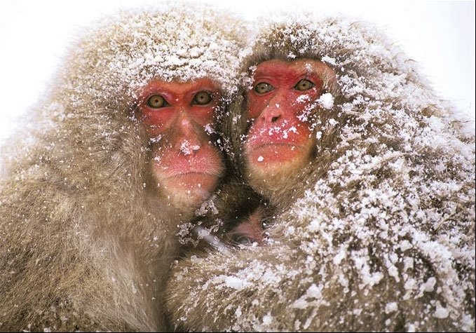 Beautiful Monkey's Photography