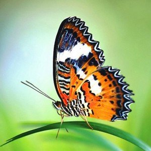 butterfly-photos