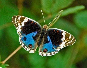 Butterfly-Photos