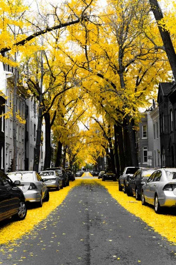 Yellow Leafs Road Beautiful Yellow Pictures