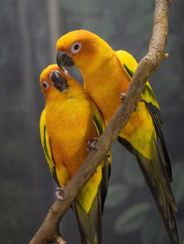 yellow Love Birds Beautiful Yellow Pictures