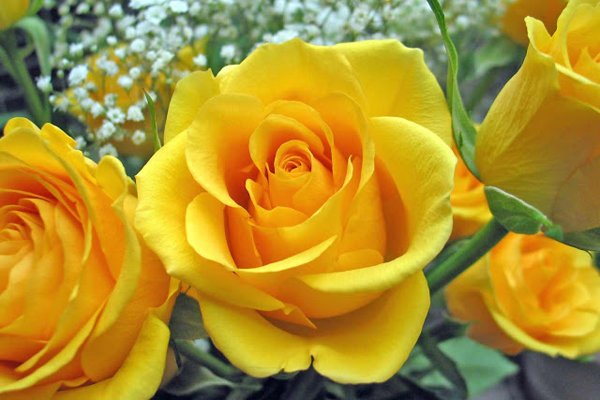 yellow rose flowers wallpapers 3 Beautiful Yellow Pictures