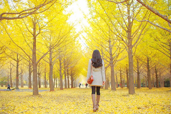 yellow tree with girl Beautiful Yellow Pictures