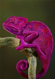 pink-chameleon