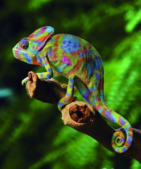 rainbow chameleon clipart - photo #37