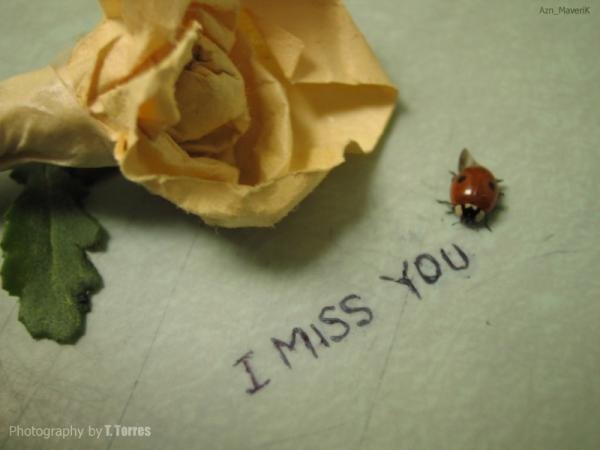 I Miss You So Much (3)