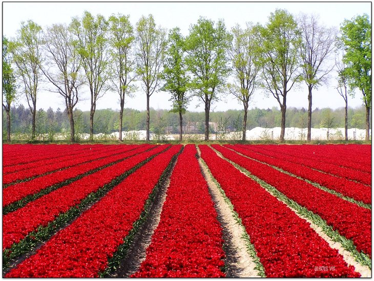 World Largest Flower Garden - Netherlands (19)