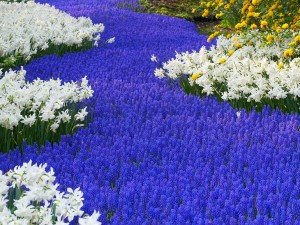 Grape-Hyacinths-and-Daffodils,-Keukenhof-Gardens,-Lisse,-Holland