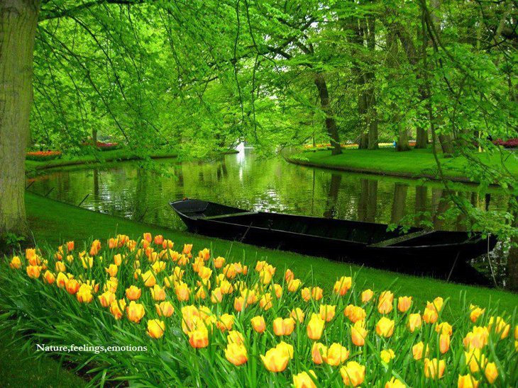 World Largest Flower Garden - Netherlands (4)