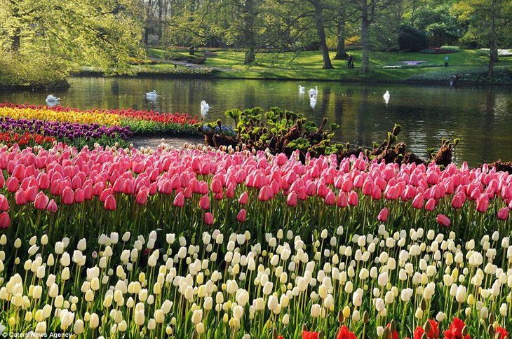 World Largest Flower Garden - Netherlands (13)