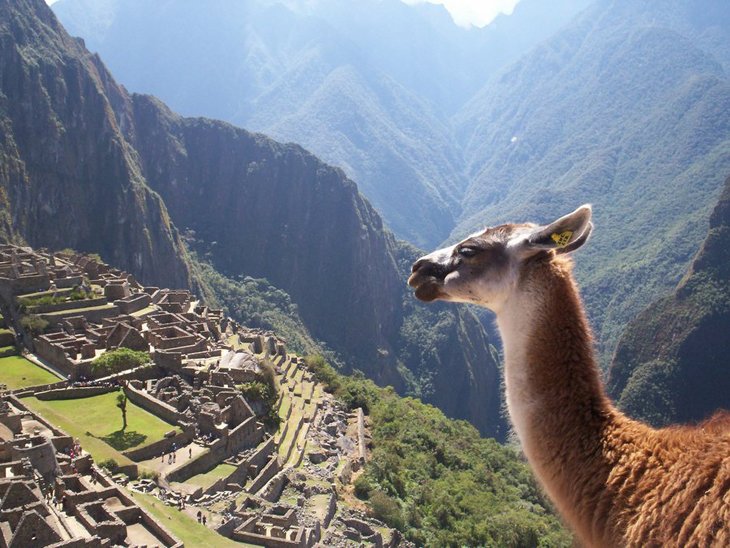 10 animals with the most beautiful views (7)