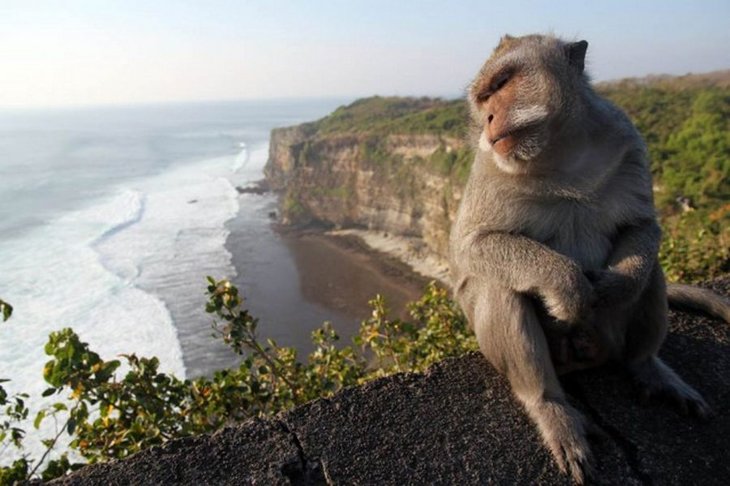 10 animals with the most beautiful views (2)