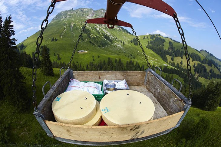 Make Swiss cheesemakers (7)