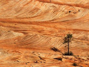 Single-Tree-on-Sandstone-Formation,-Zion-National-Park,-Utah