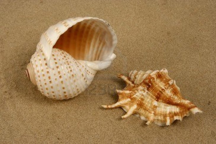 1590836 two seashells on the beach Seashells on the beach