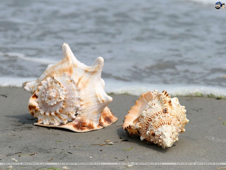 27 Seashells on the beach