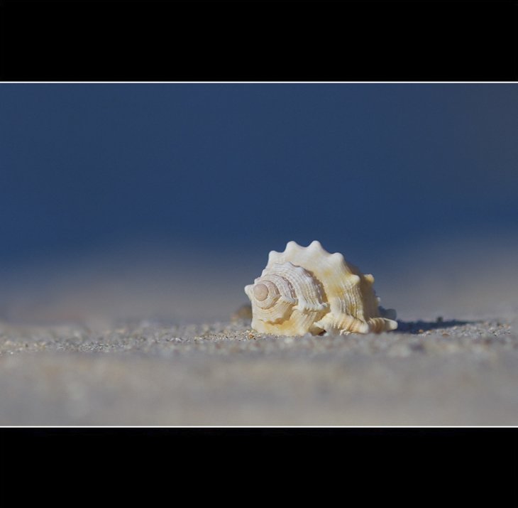 Seashells On The Beach (9)