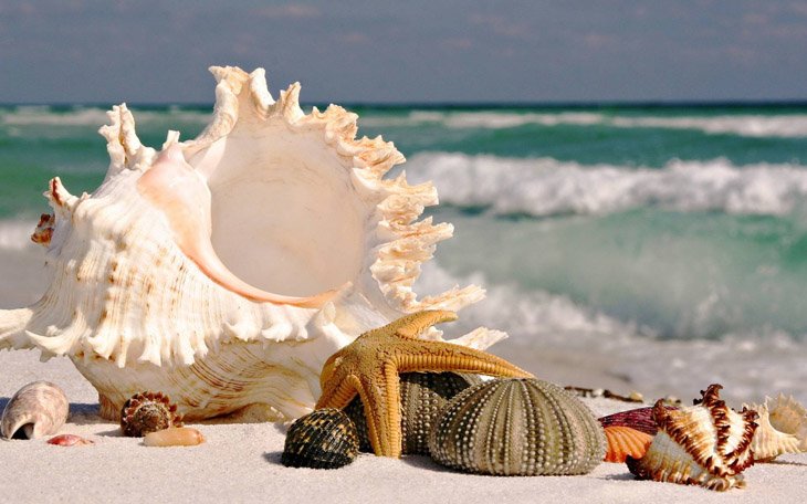 Seashells On The Beach (12)