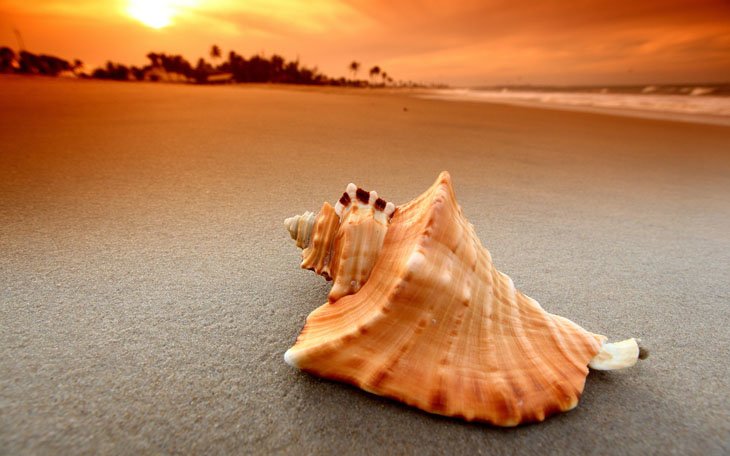 Seashell Beach Sunset 2560x1600 Seashells on the beach