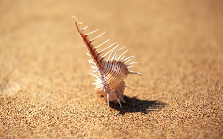 Seashells On The Beach (5)
