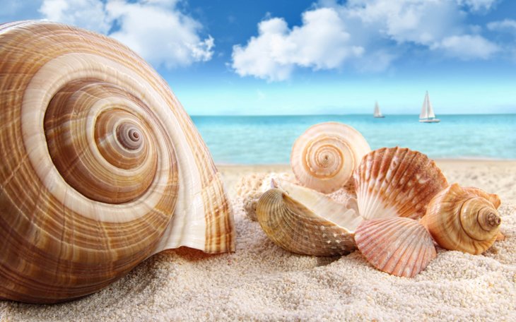 Seashells-Beach-Sea
