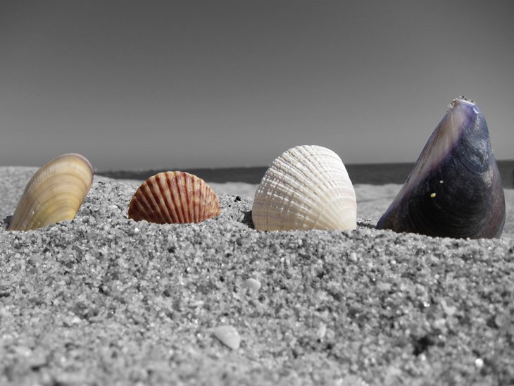 Seashells in Newport Beach by freakazold Seashells on the beach