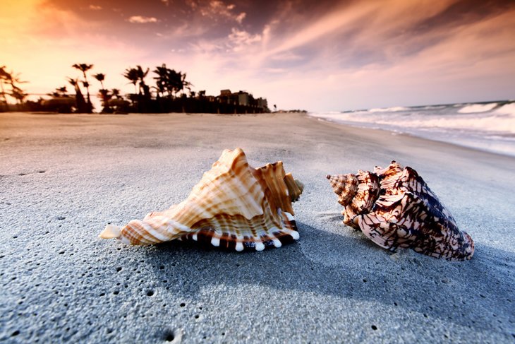 beach conch shells Seashells on the beach