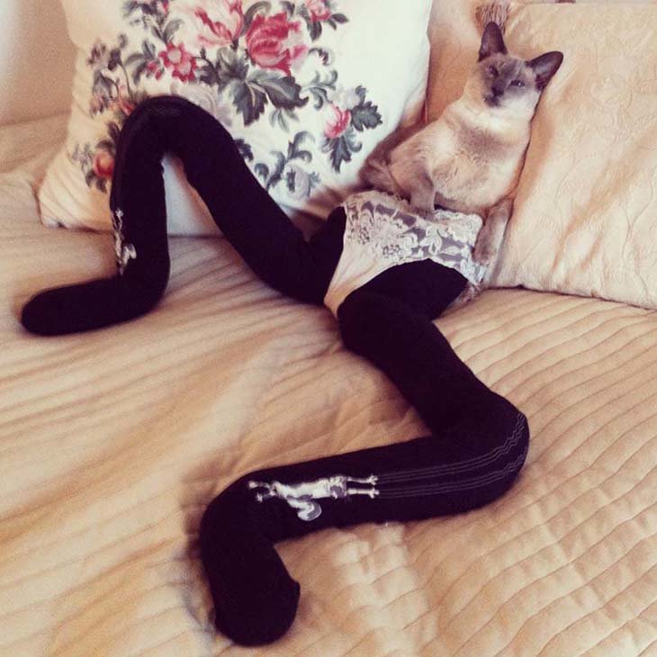Cats wearing tights are way funnier than dogs wearing tights (15)