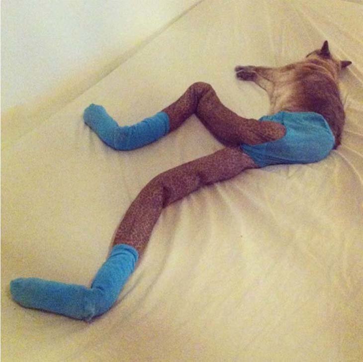 Cats wearing tights are way funnier than dogs wearing tights (3)
