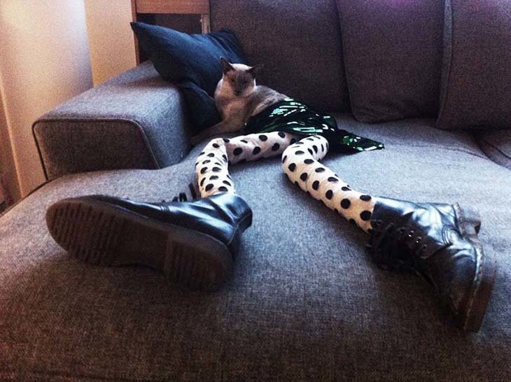 Cats wearing tights are way funnier than dogs wearing tights (13)