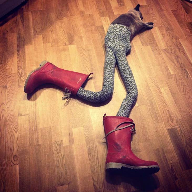 Cats wearing tights are way funnier than dogs wearing tights (10)