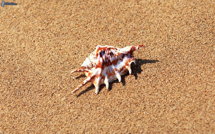 pictures.4ever.eu seashells on the beach 153135 Seashells on the beach