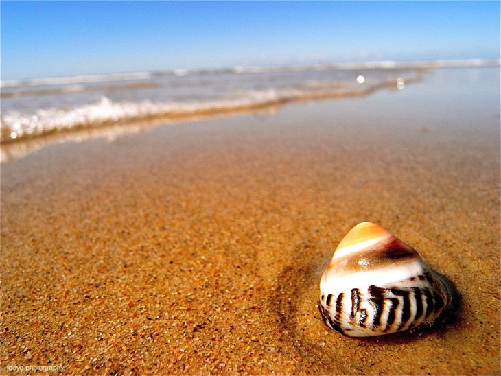 Seashells On The Beach (7)