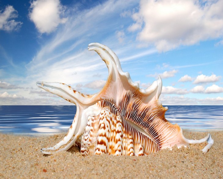 Seashells On The Beach (1)