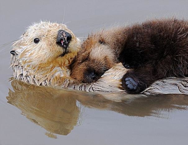 beautiful animals that use other animals for pillow (29)