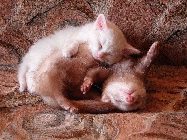 beautiful animals that use other animals for pillow (16)