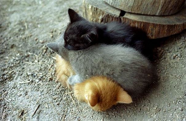 beautiful animals that use other animals for pillow (1)