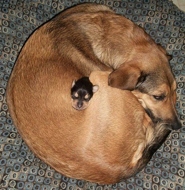 beautiful animals that use other animals for pillow (12)