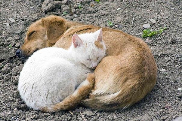 beautiful animals that use other animals for pillow (11)
