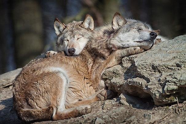 beautiful animals that use other animals for pillow (10)