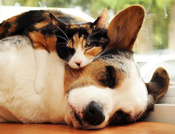 beautiful animals that use other animals for pillow (9)