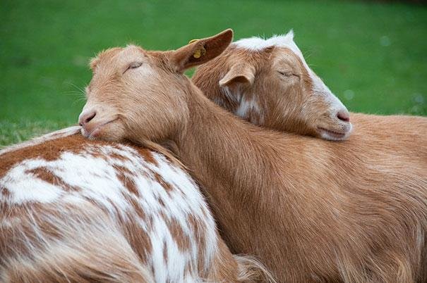 beautiful animals that use other animals for pillow (6)