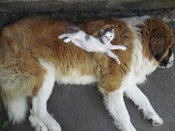 beautiful animals that use other animals for pillow (4)