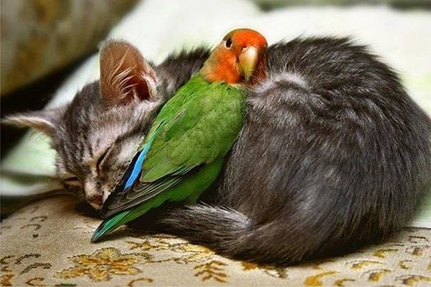 beautiful animals that use other animals for pillow (3)