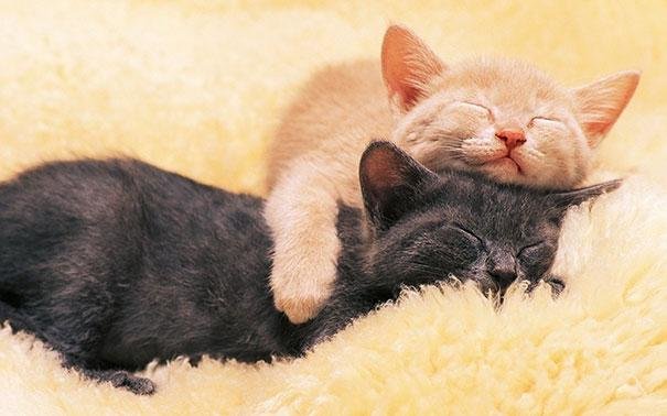 beautiful animals that use other animals for pillow (24)