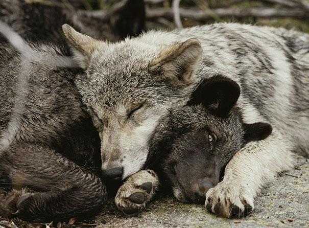 beautiful animals that use other animals for pillow (21)